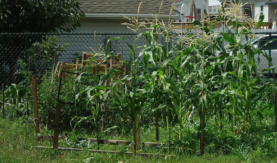 Corn and other vegetables growing in a fenced backyard garden