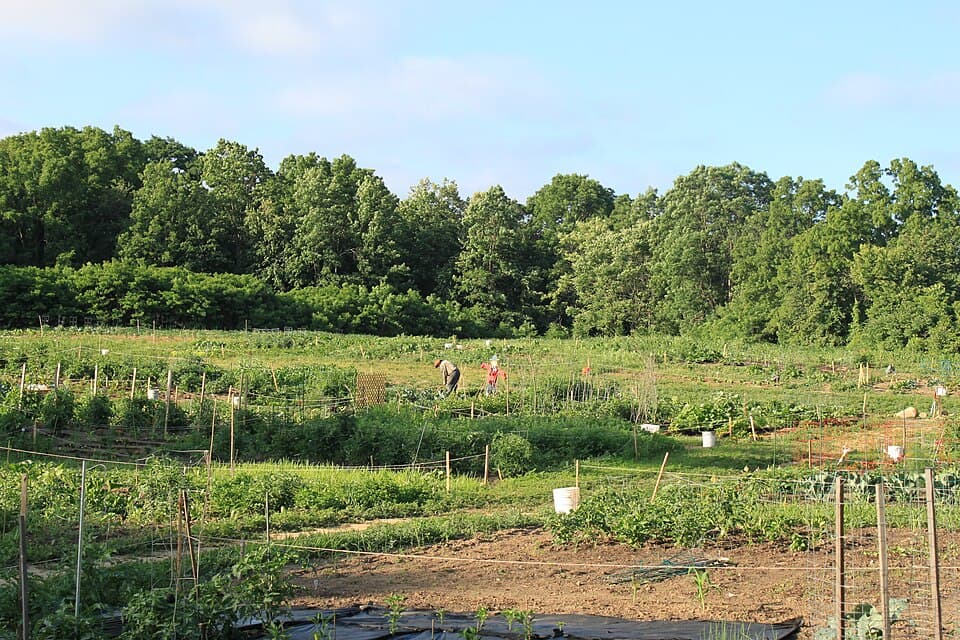 Gardeners tending plots at a community garden in Northville Township, Michigan