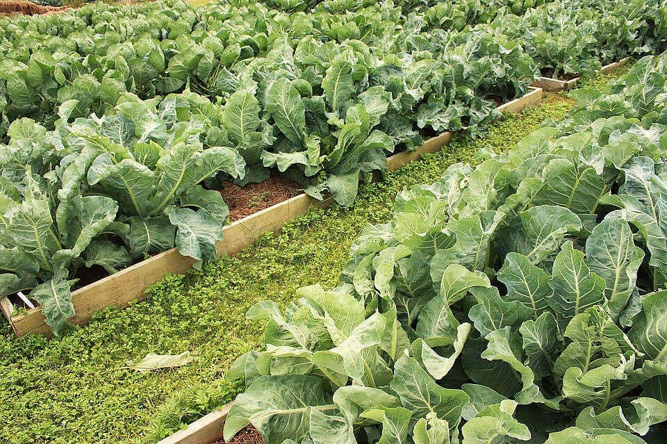 Rows of leafy vegetables growing in wooden raised garden beds